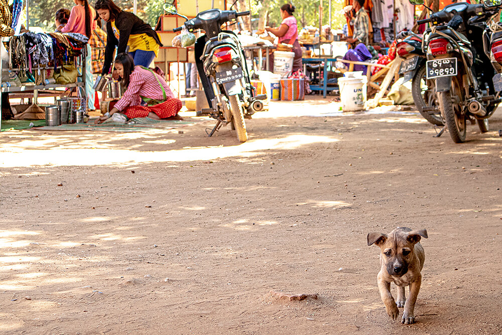 Streetdogs